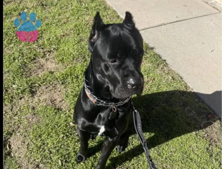 Cane corso 1 Yaşında Eş Arıyoruz