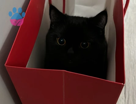 British oğlum Şakir 1 Yaşında Eş Arıyor