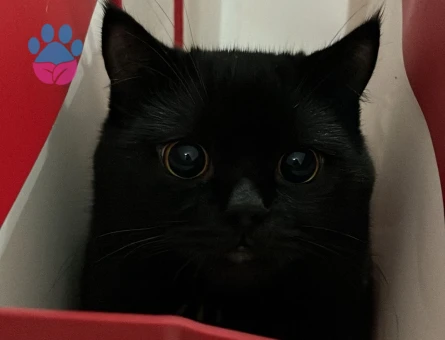 British oğlum Şakir 1 Yaşında Eş Arıyor