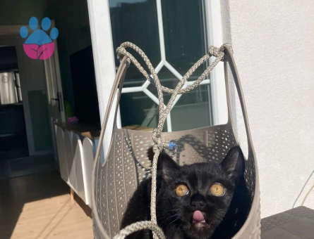 British oğlum Şakir 1 Yaşında Eş Arıyor