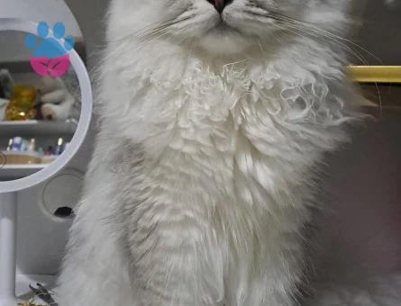 British Longhair Erkek Kedime Eş Arıyorum