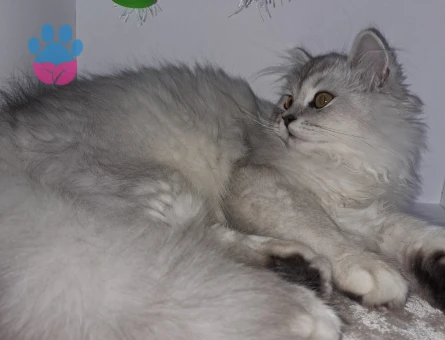 British Longhair Erkek Kedime Eş Arıyorum