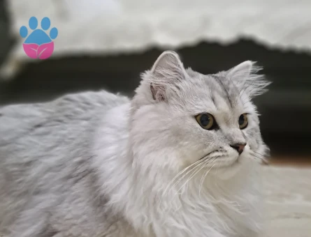 British Longhair Erkek Kedime Eş Arıyorum