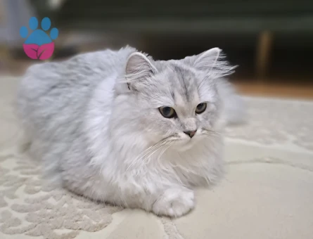 British Longhair Erkek Kedime Eş Arıyorum