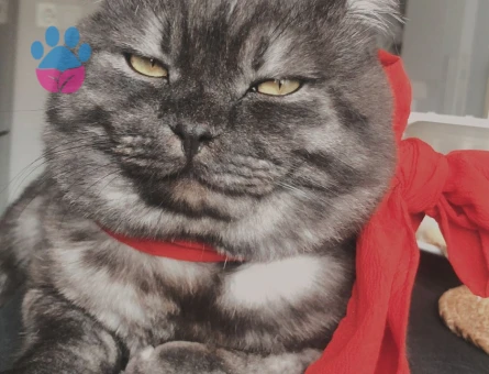 Tokmak kafa aşk istiyor