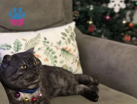 Tokmak kafa aşk istiyor