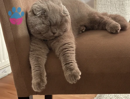 Scotis fold kızıma eş arıyorum