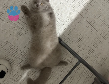 Scotis fold kızıma eş arıyorum