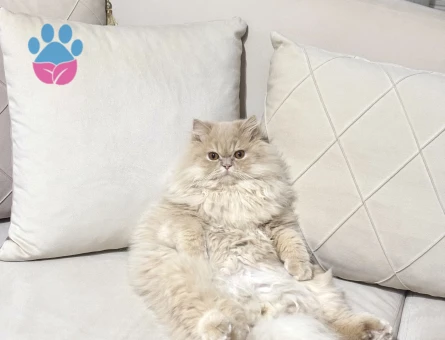 Erkek İran kedisi Oğluma Eş Arıyorum