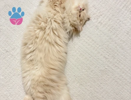 Erkek İran kedisi Oğluma Eş Arıyorum