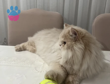 Erkek İran kedisi Oğluma Eş Arıyorum