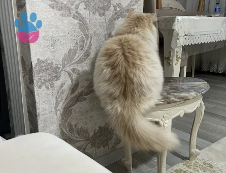 Erkek İran kedisi Oğluma Eş Arıyorum