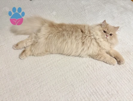 Erkek İran kedisi Oğluma Eş Arıyorum