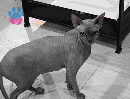 Sfenks Kızıma eş arıyoruz