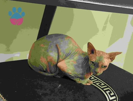 Sfenks Kızıma eş arıyoruz