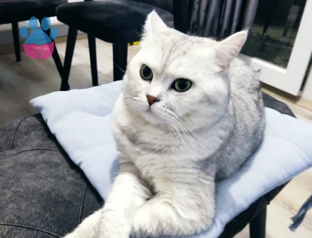British Shorthair 2 Yaşında Kedim Eş Arıyor
