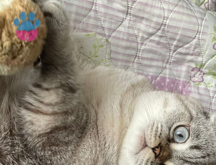 Scottish Fold 2 Yaşında Kedim Eş Arıyor