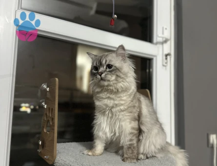 British Longhair Oğlum Eş Arıyor 2 Yaşında