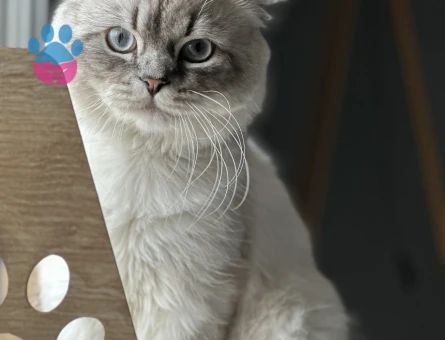 British Longhair Oğlum Eş Arıyor 2 Yaşında