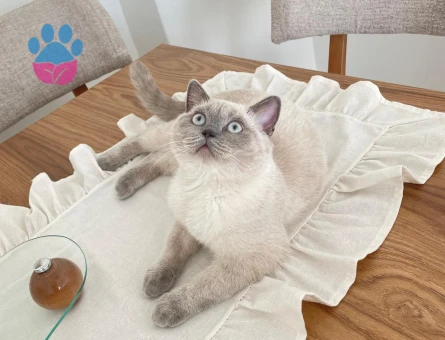 British Shorthair Bluepoint 1 Yaşında Eş Arıyor