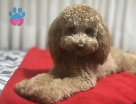 Toy Poodle 1 Yaşında Eş Arıyor