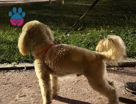 Toy Poodle 1 Yaşında Eş Arıyor
