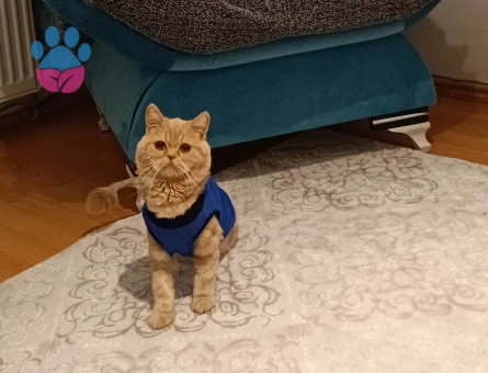 British shorthair 1.5 Yaşında Eş Arıyor kızanda