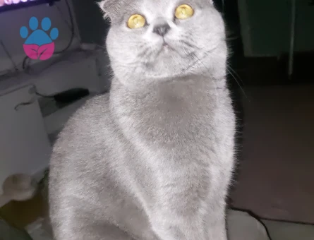 Scottish Fold Kızgınlıkta Eş Arıyor