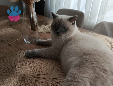 British Longhair Yakışıklı Çocuğuma Eş Arıyorum