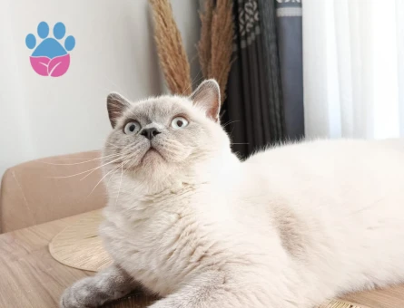 British Longhair Yakışıklı Çocuğuma Eş Arıyorum