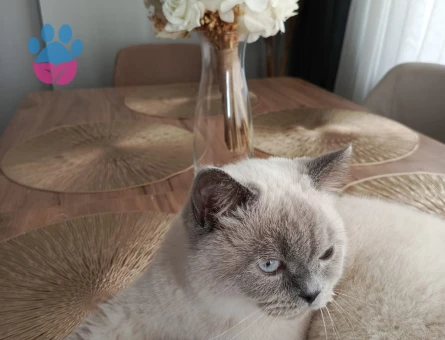 British Longhair Yakışıklı Çocuğuma Eş Arıyorum