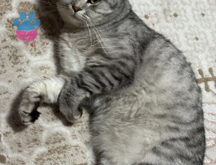 Scottish straight kedime eş arıyorum