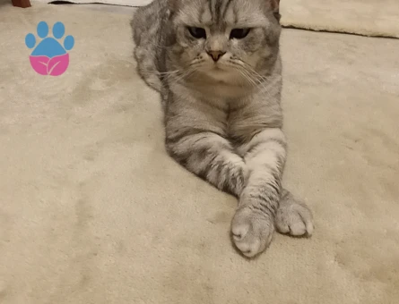 Scottish straight kedime eş arıyorum