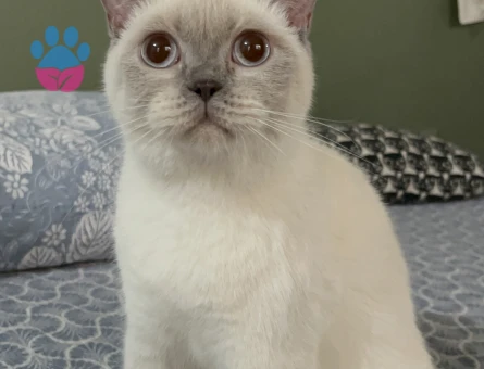 British kızım şu an kızgınlıkta eş arıyoruz