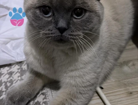 British Shorthair Dişi kedimize eş arıyoruz