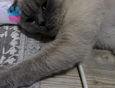 British Shorthair Dişi kedimize eş arıyoruz