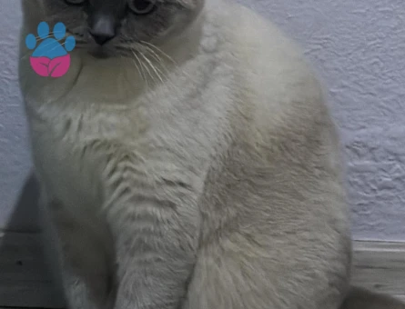 British Shorthair Dişi kedimize eş arıyoruz