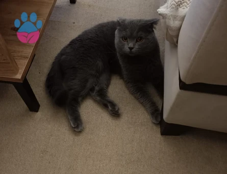 British Shorthair 3 Yaşında Kızgınlıkta