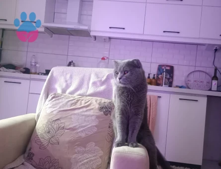 British Shorthair 3 Yaşında Kızgınlıkta