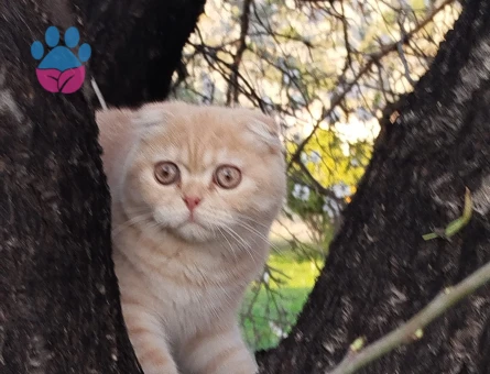 erkek scottish fold  kedimize eş ariyoruz