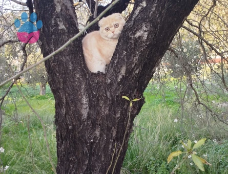 erkek scottish fold  kedimize eş ariyoruz