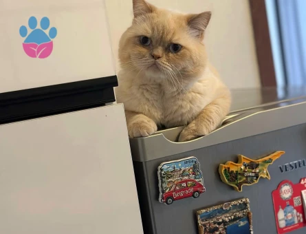 Scottish Straight İran Kırması Kedim Eş Arıyor