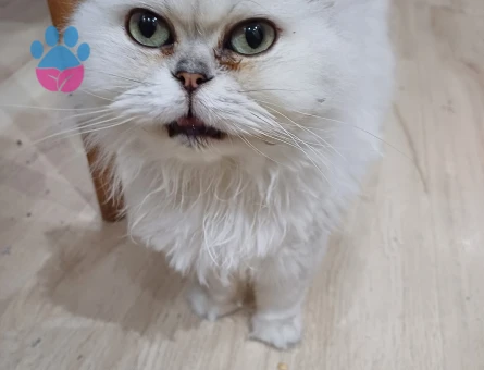 Kızıma damat adayı arıyorum acil