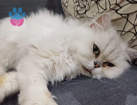 Kızıma damat adayı arıyorum acil