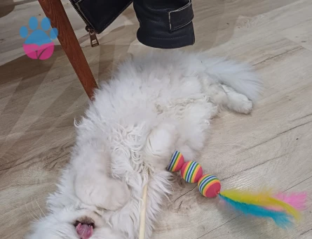 Kızıma damat adayı arıyorum acil