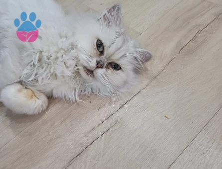 Kızıma damat adayı arıyorum acil