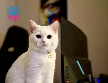 1 yaşında British Shorthair Kedime Eş Arıyorum