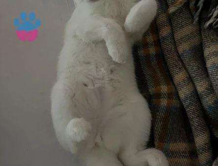 1 yaşında British Shorthair Kedime Eş Arıyorum