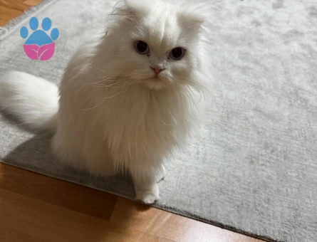 Scottish Straight Kızımıza eş arıyoruz