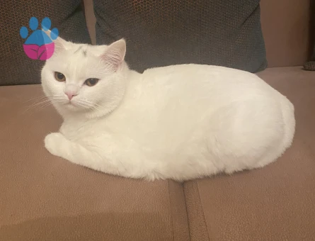 British Shorthair beyaz dişi Kedime Eş Arıyorum